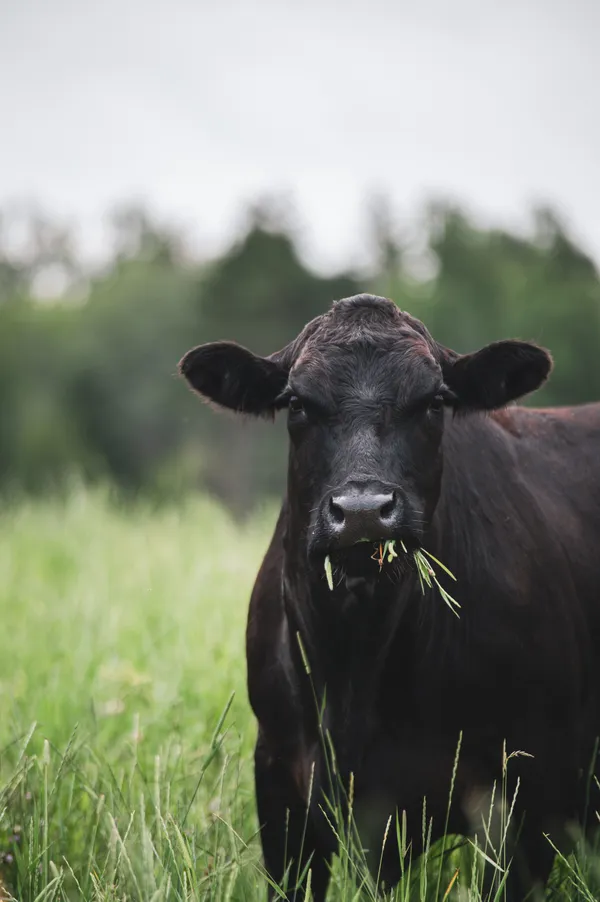 Black cow facing the camera while grazing in a green pasture