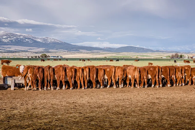 Row of Hereford cattle at a feed bunk with snow-capped mountains behind