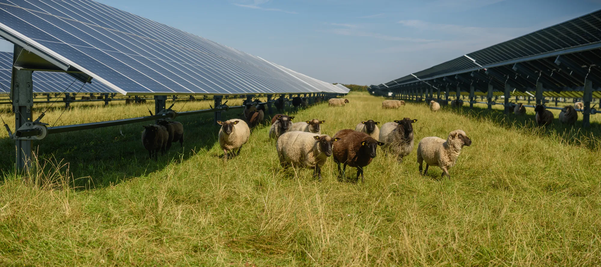 Flock of sheep grazing between rows of solar panels on a sunny farm