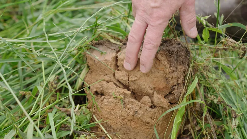 A farmer checking soil structure in a pasture