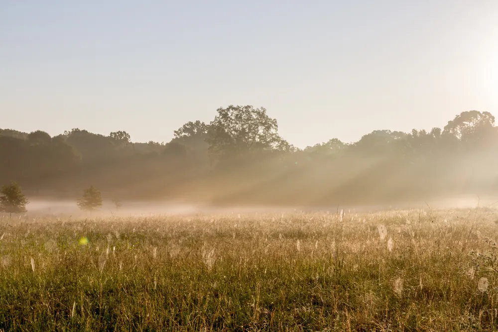 Sun rays over a misty meadow at sunrise with dew-covered grass