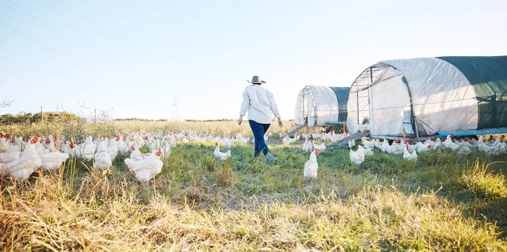 A farmer walking through a pastured poultry flock